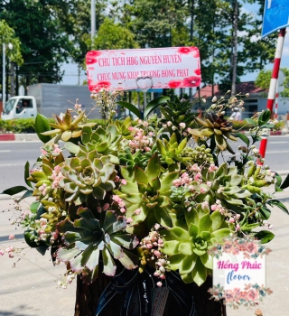 Giỏ hoa sen đá mừng khai trương 